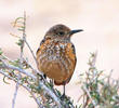 Rufous-tailed Rock Thrush (Female)