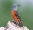 Rufous-tailed Rock Thrush (Male)