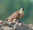 Saker Falcon