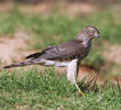 Shikra (Immature)