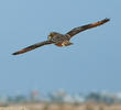 Short-eared Owl