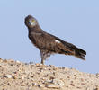 Short-toed Snake Eagle 