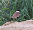 Spur-winged Lapwing