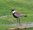 Spur-winged Lapwing