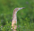 Squacco Heron