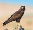 Steppe Buzzard