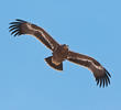 Steppe Eagle (Juvenile)