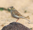 Tawny Pipit (Breeding plumage)