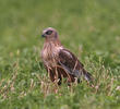 Western Marsh Harrier (Male)