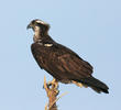 Western Osprey 