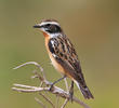 Whinchat (Male breeding plumage)