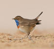 White-spotted Bluethroat (Male)