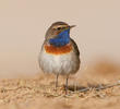 White-spotted Bluethroat (Male)