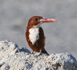 White-throated Kingfisher