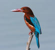 White-throated Kingfisher