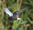 White-winged Tern