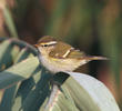 Yellow-browed Warbler 