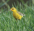 Yellow-headed Wagtail (Male)