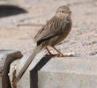 Afghan Babbler