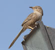 Afghan Babbler