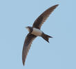 Alpine Swift 