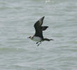 Arctic Skua