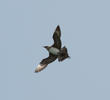 Arctic Skua