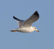 Armenian Gull