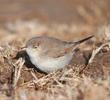 Asian Desert Warbler