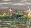 Baillon’s Crake (Juvenile)