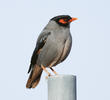 Bank Myna