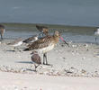 Bar-tailed Godwit (Non - breeding)