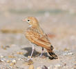 Bar-tailed Lark