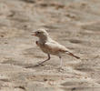 Bar-tailed Lark