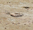 Bar-tailed Lark