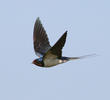 Barn Swallow