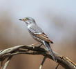 Barred Warbler (Male)