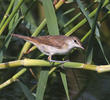 Basra Reed Warbler (Juvenile)