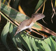 Basra Reed Warbler