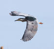 Black-crowned Night Heron