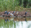 Black-crowned Night Heron