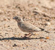 Black-crowned Sparrow-Lark (Female or immature male)