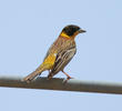 Black-headed Bunting (Male spring)