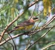Black-headed Bunting (Male transitional)