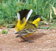 Black-headed Wagtail (Male)