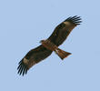 Black Kite (Juvenile)