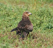 Black Kite (Juvenile)