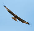 Black Kite