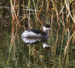 Black-necked Grebe (Winter)