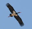 Black Stork